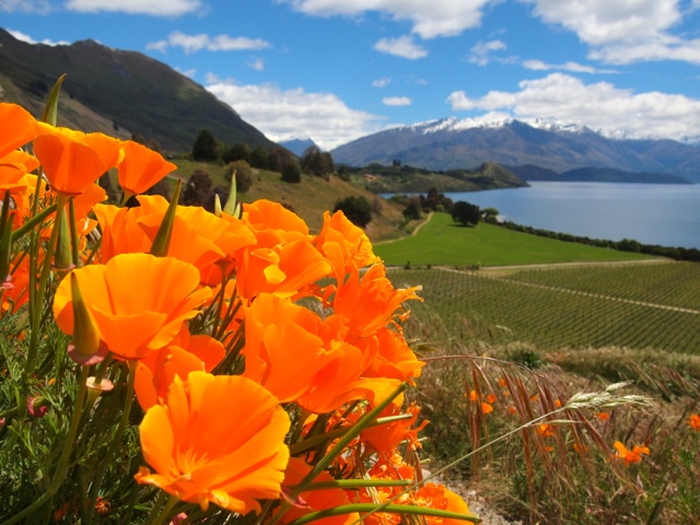 Wanaka