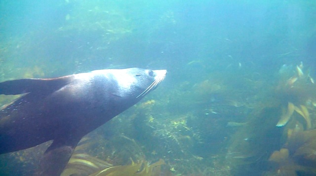 Up Close and Personal with New Zealand Fur Seals