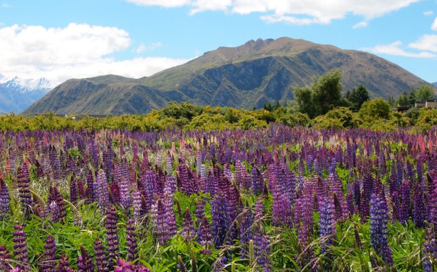 The Ultimate New Zealand Bucket List