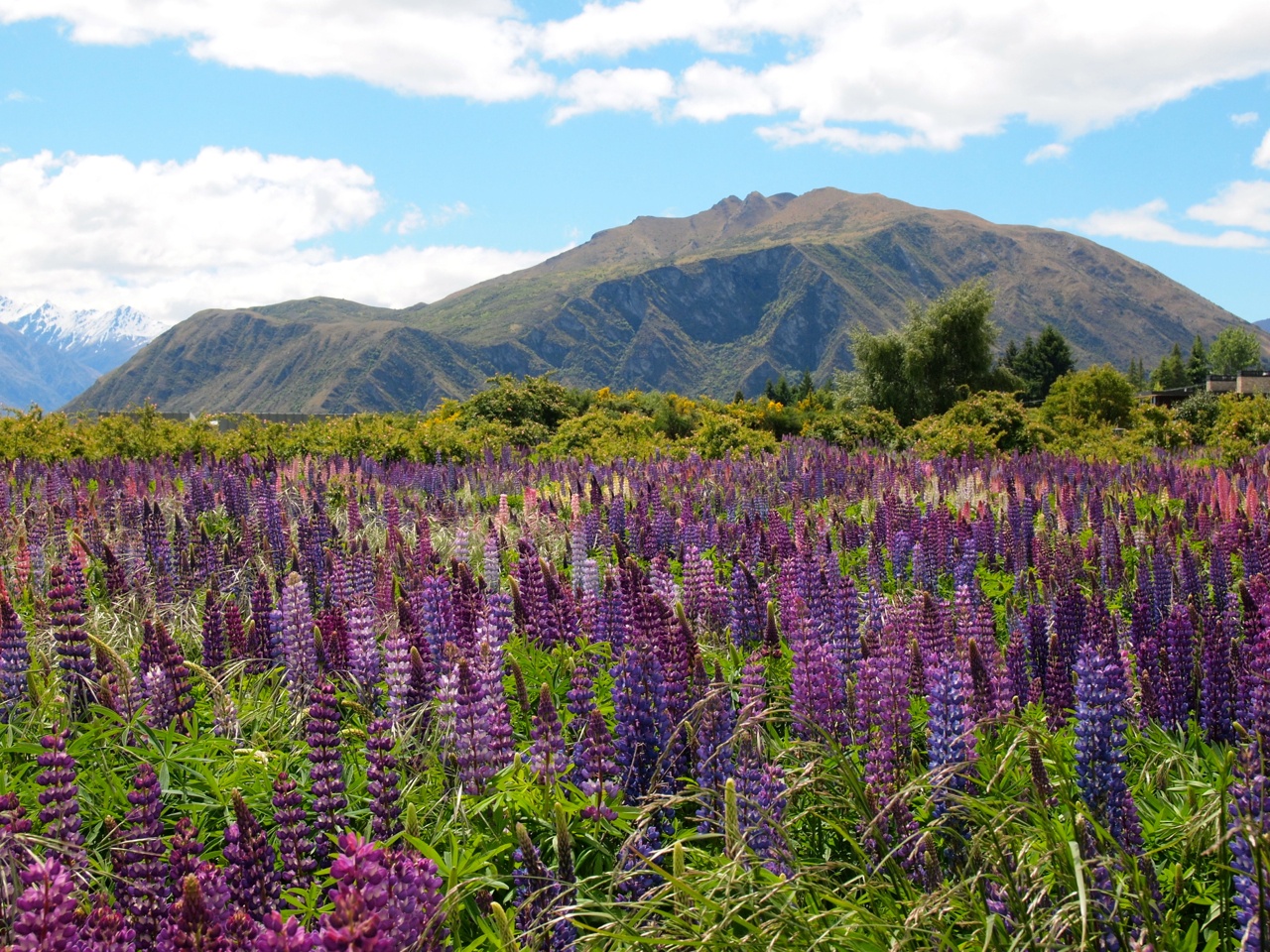 Lupins in New Zealand