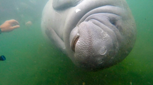 Manatee in Crystal River, Florida
