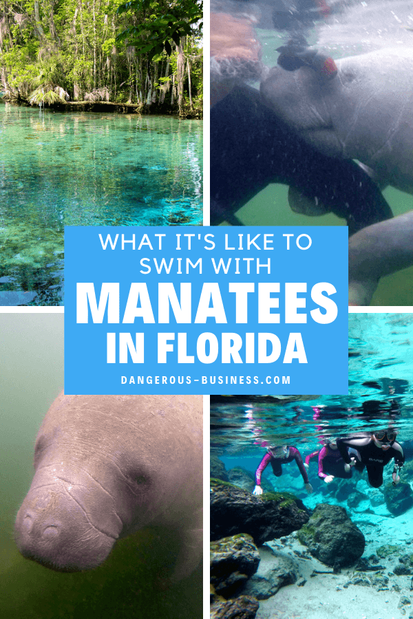 Swimming with manatees in Florida