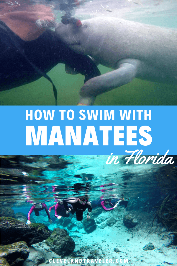 How to swim with manatees in Florida
