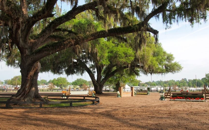 4 Unique Things to Do in Ocala, Florida