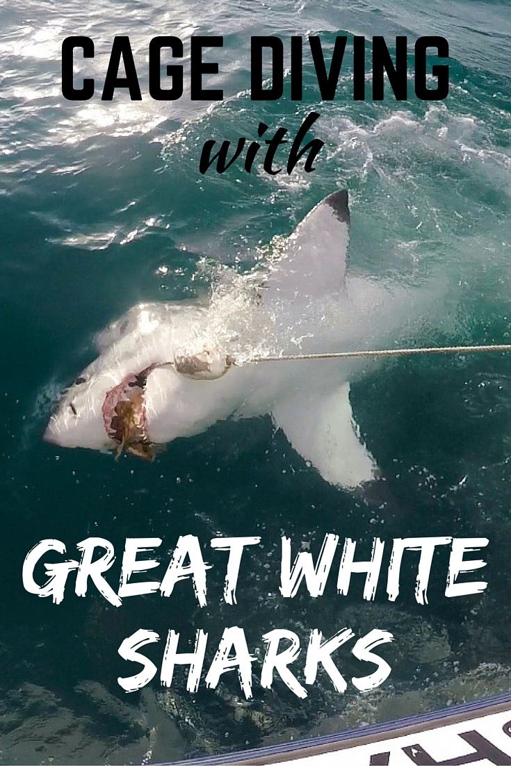 Cage diving with great white sharks