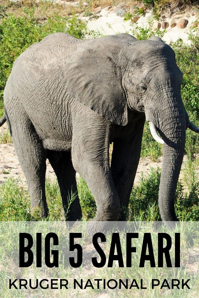 Big 5 safari in Kruger National Park
