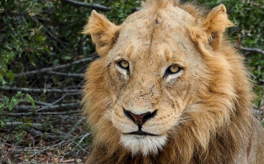 A Big 5 Safari in Kruger National Park