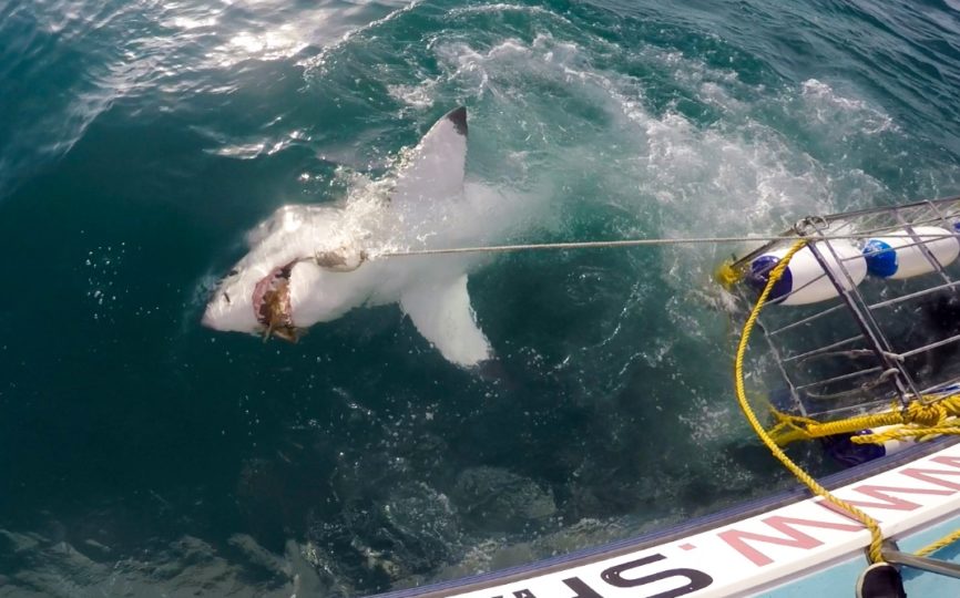 Should You Go Cage Diving With Great White Sharks?