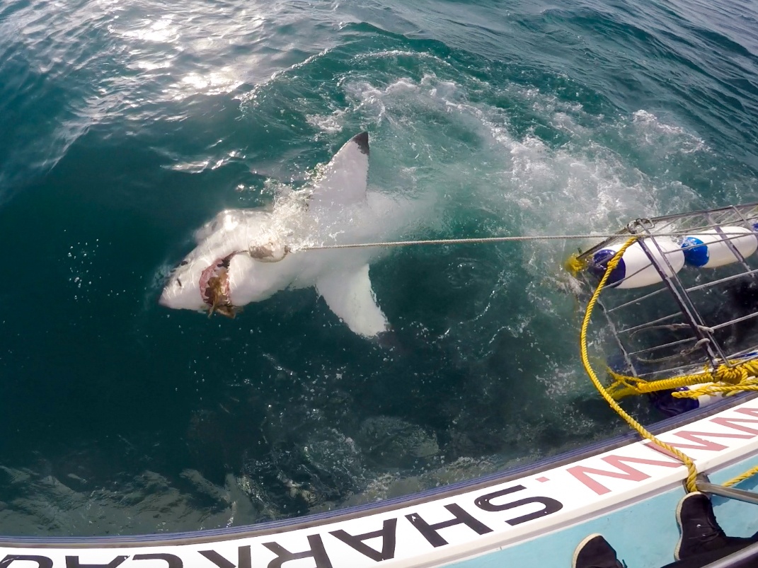 Cage diving with great white sharks