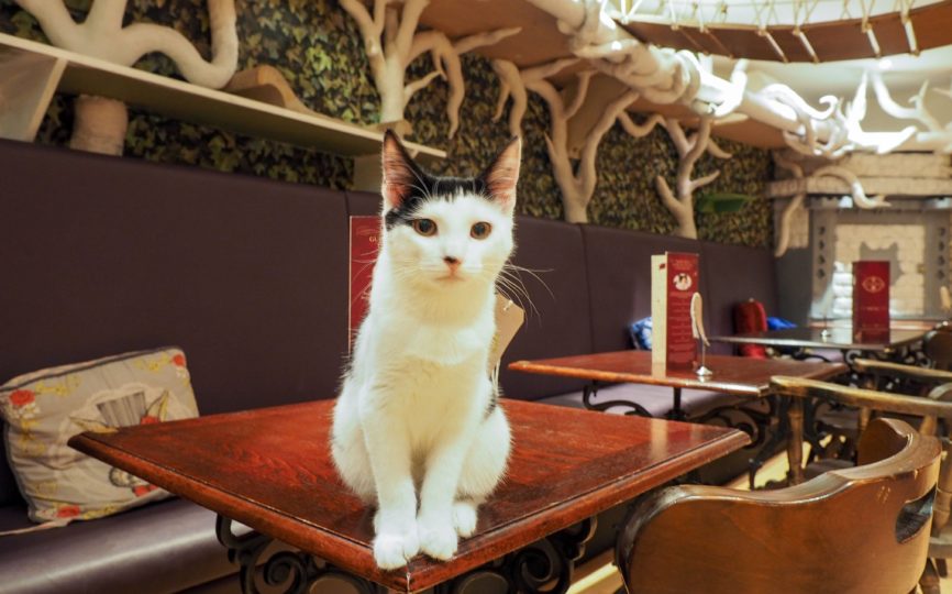 A Purrfect Afternoon Tea at London’s First Cat Cafe