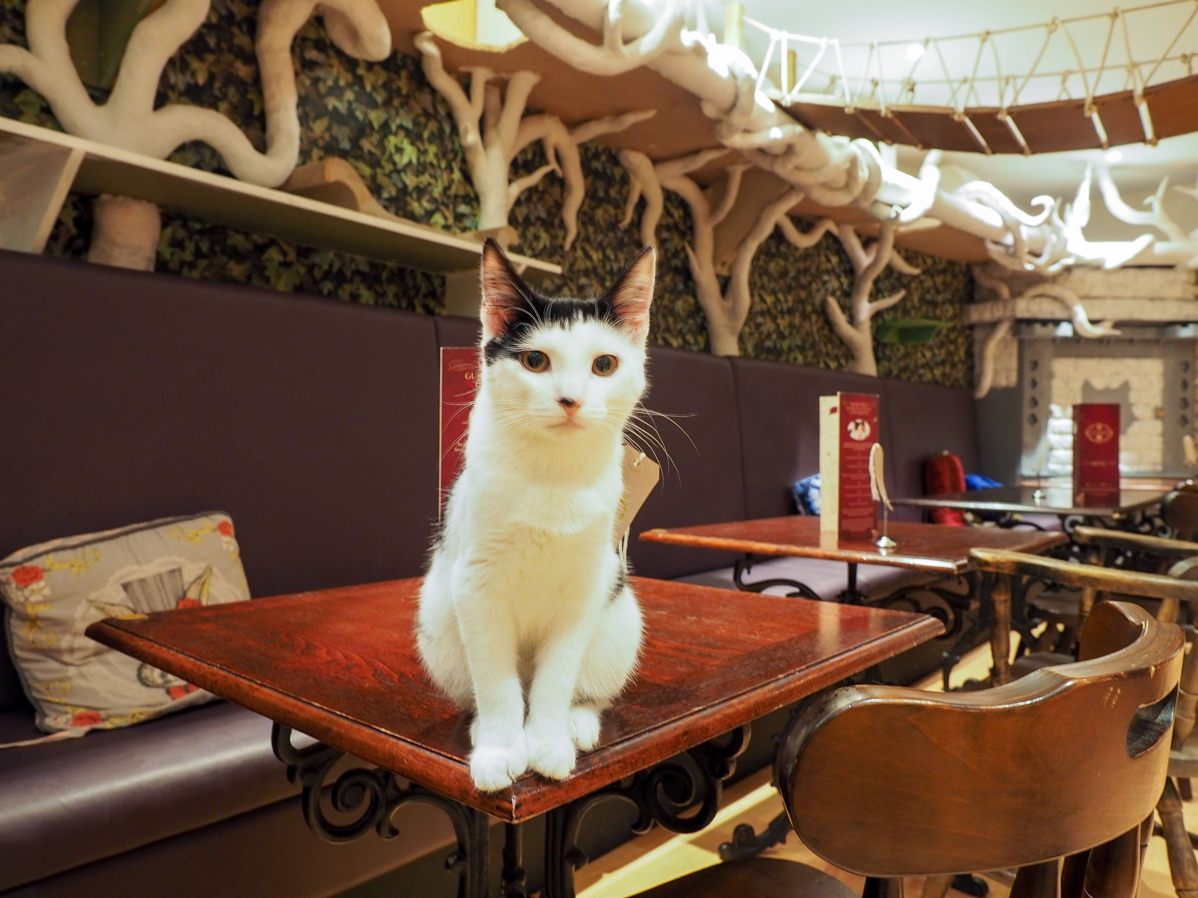 Having High Tea at Lady Dinah s Cat  Emporium in London