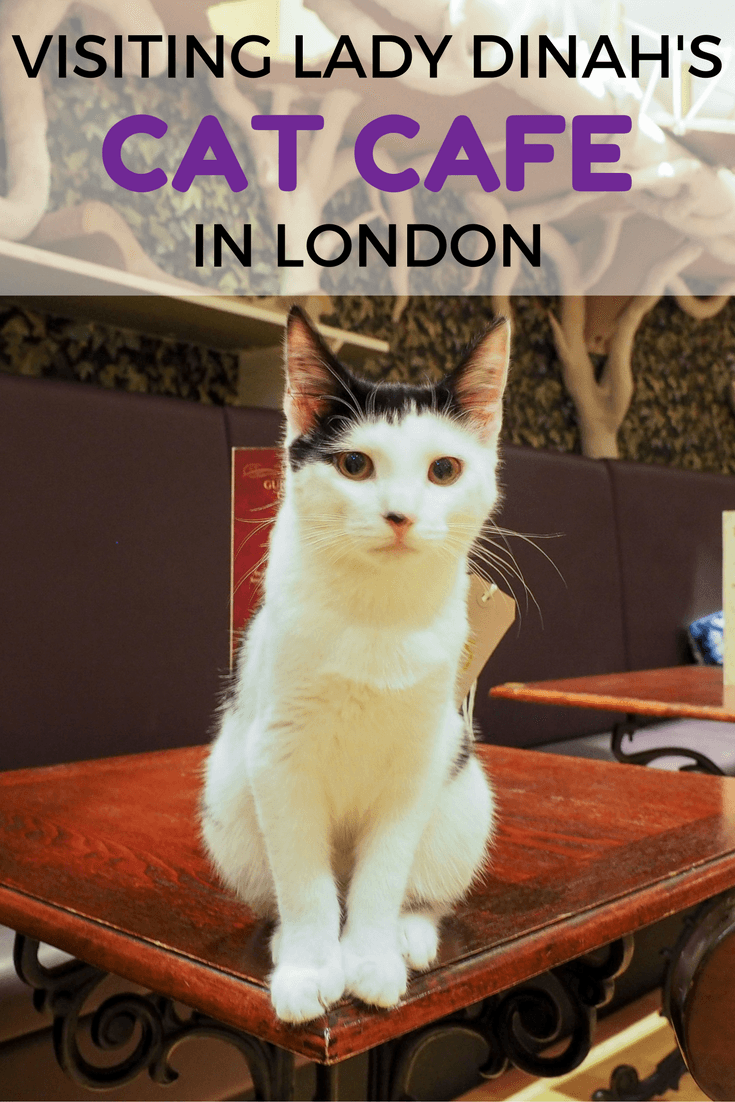 High Tea at Lady Dinah's Cat Cafe in London