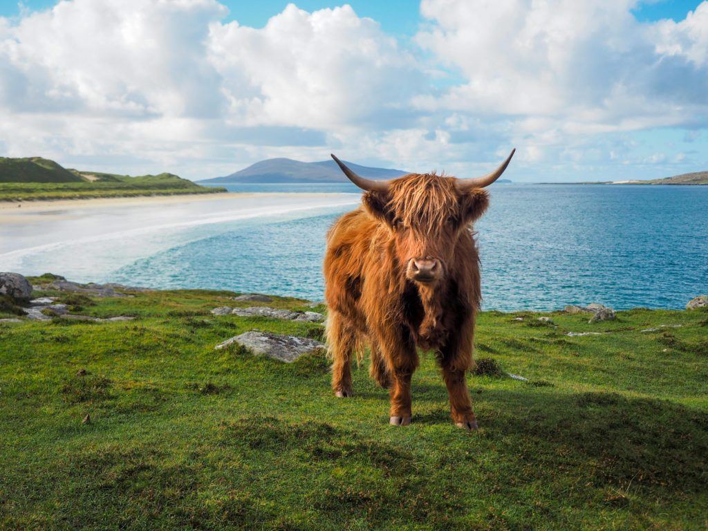 Highland cow at Luskentyre Beach, Isle of Harris