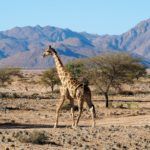 8 Things to Know Before Your First African Safari