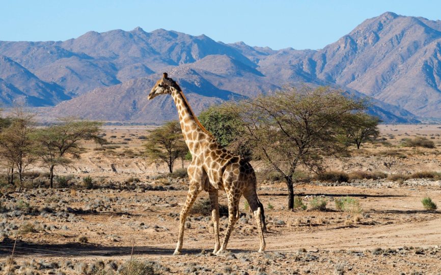 8 Things to Know Before Your First African Safari