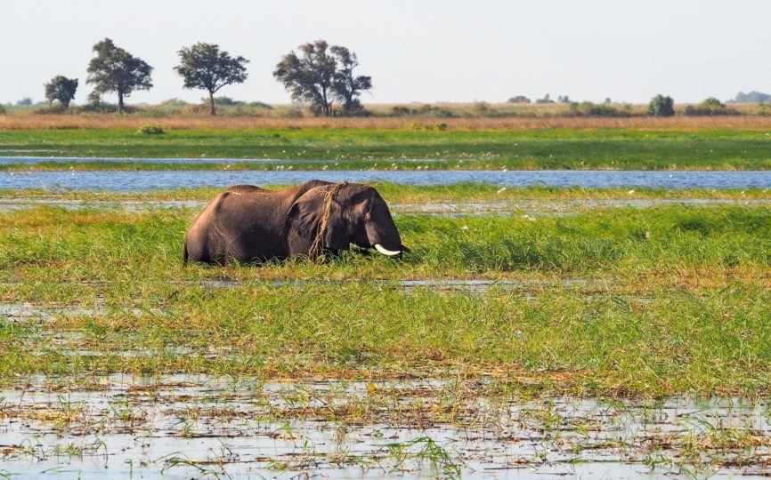 Enchanted by Chobe National Park in Botswana