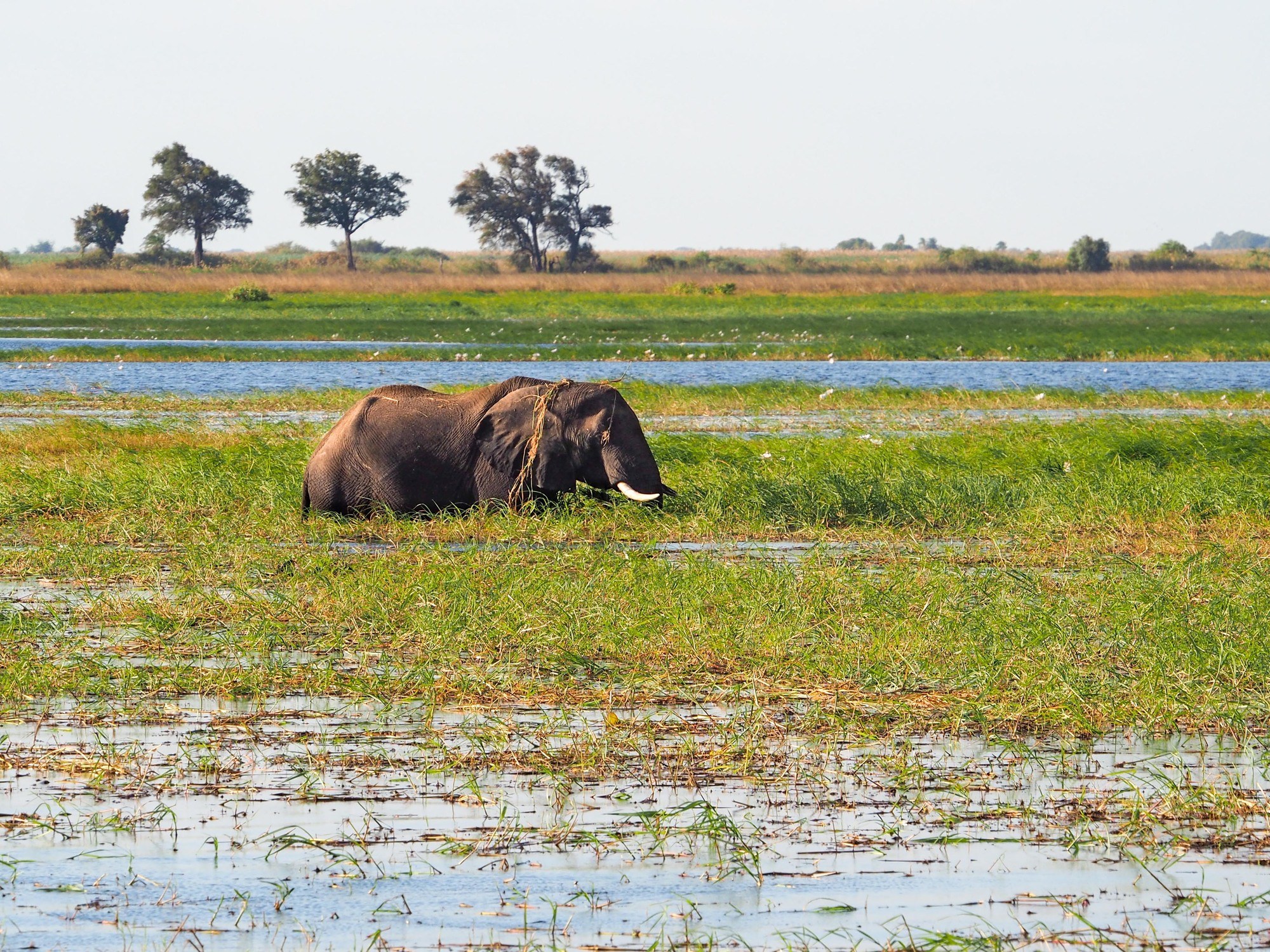 Elephant in Chobe National Park