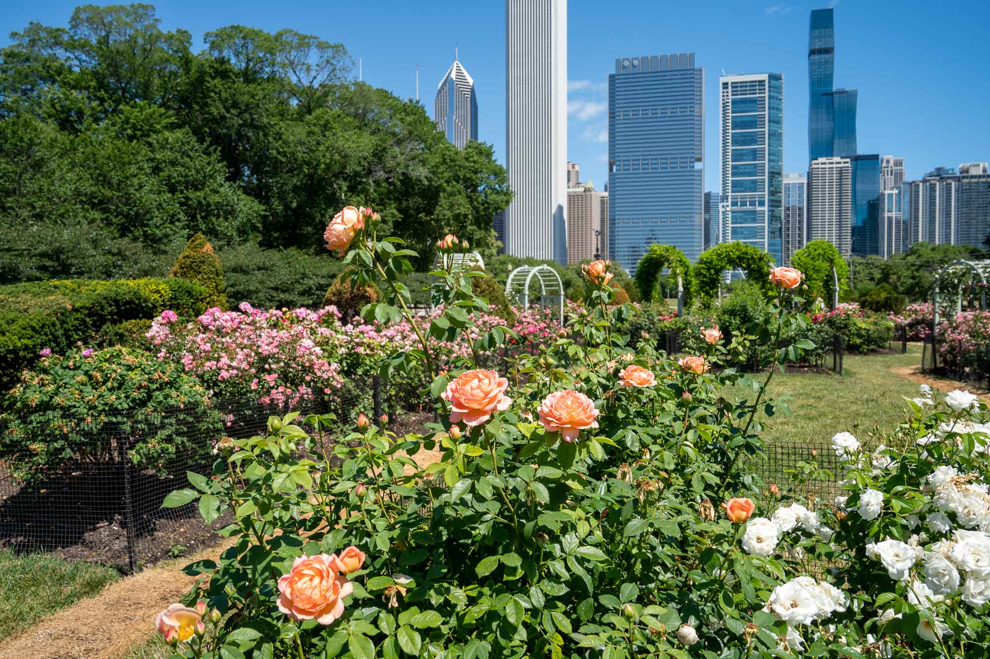 Chicago rose garden