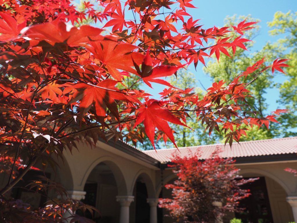 Red leaves in Ohio