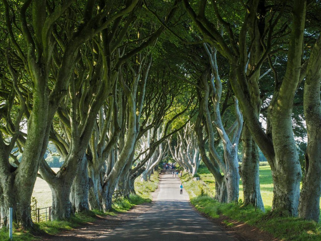 Dark Hedges in Northern Ireland