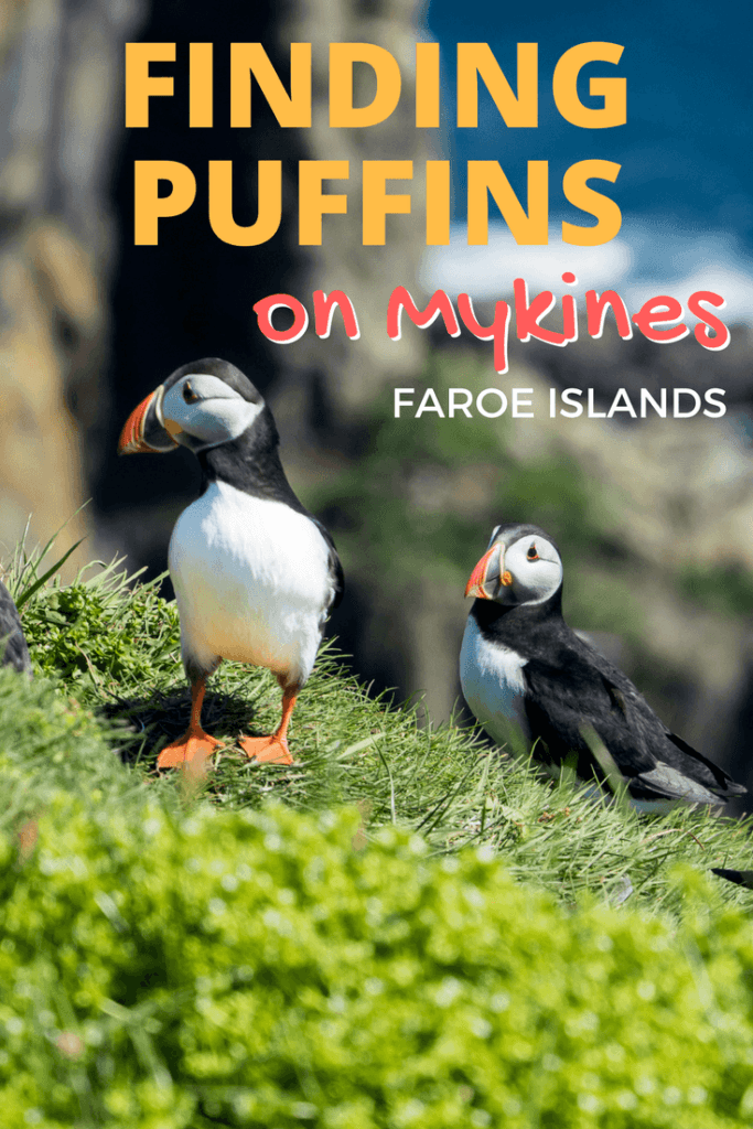 Seeing puffins on Mykines in the Faroe Islands