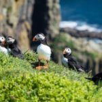 Love Puffins? Go to Mykines