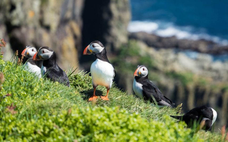 Love Puffins? Go to Mykines in the Faroe Islands