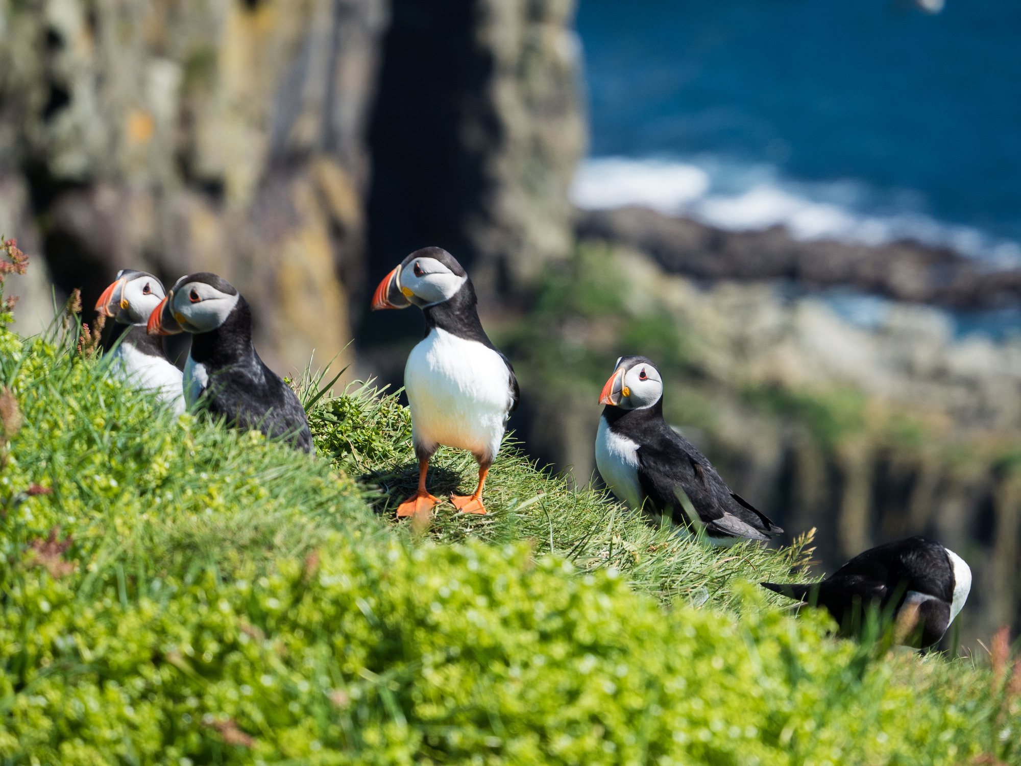 Puffins on Mykines in the Faroe Islands