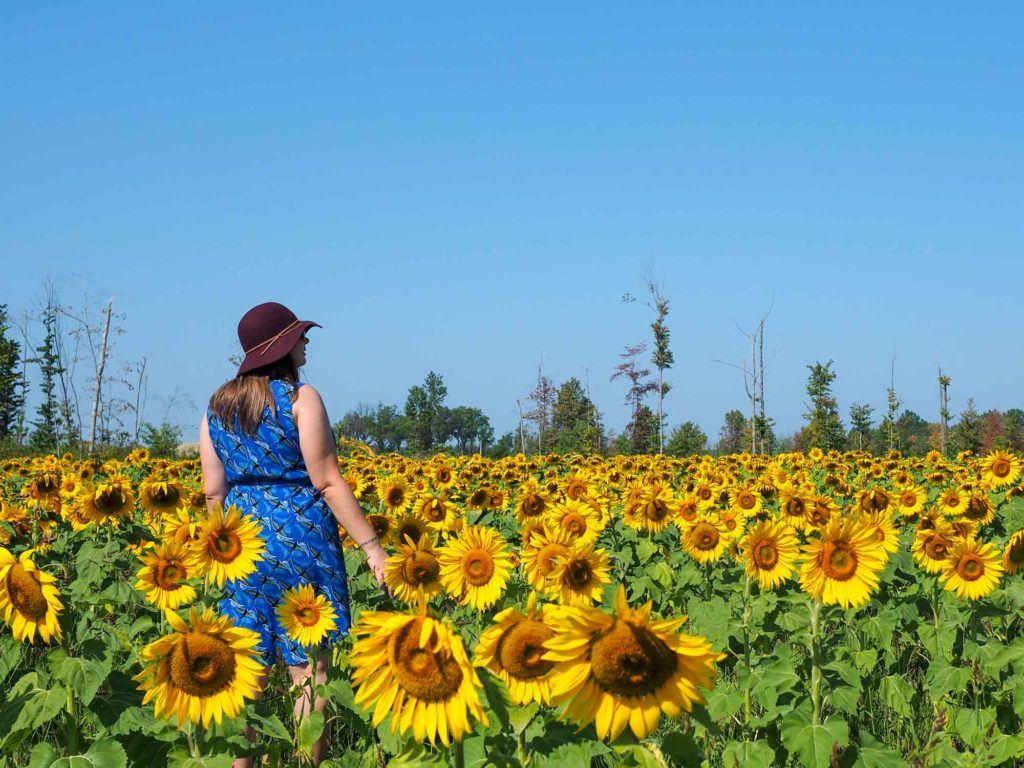 Amanda in sunflowers