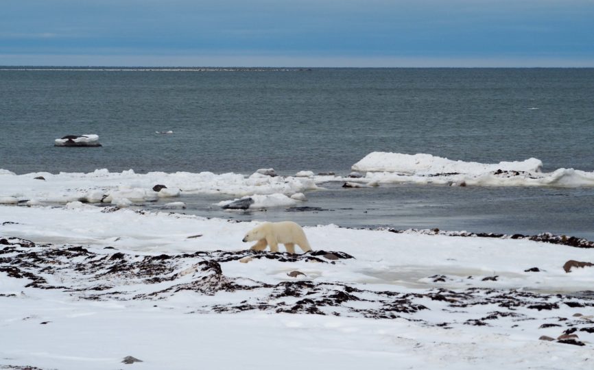 In the Land of the Ice Bears