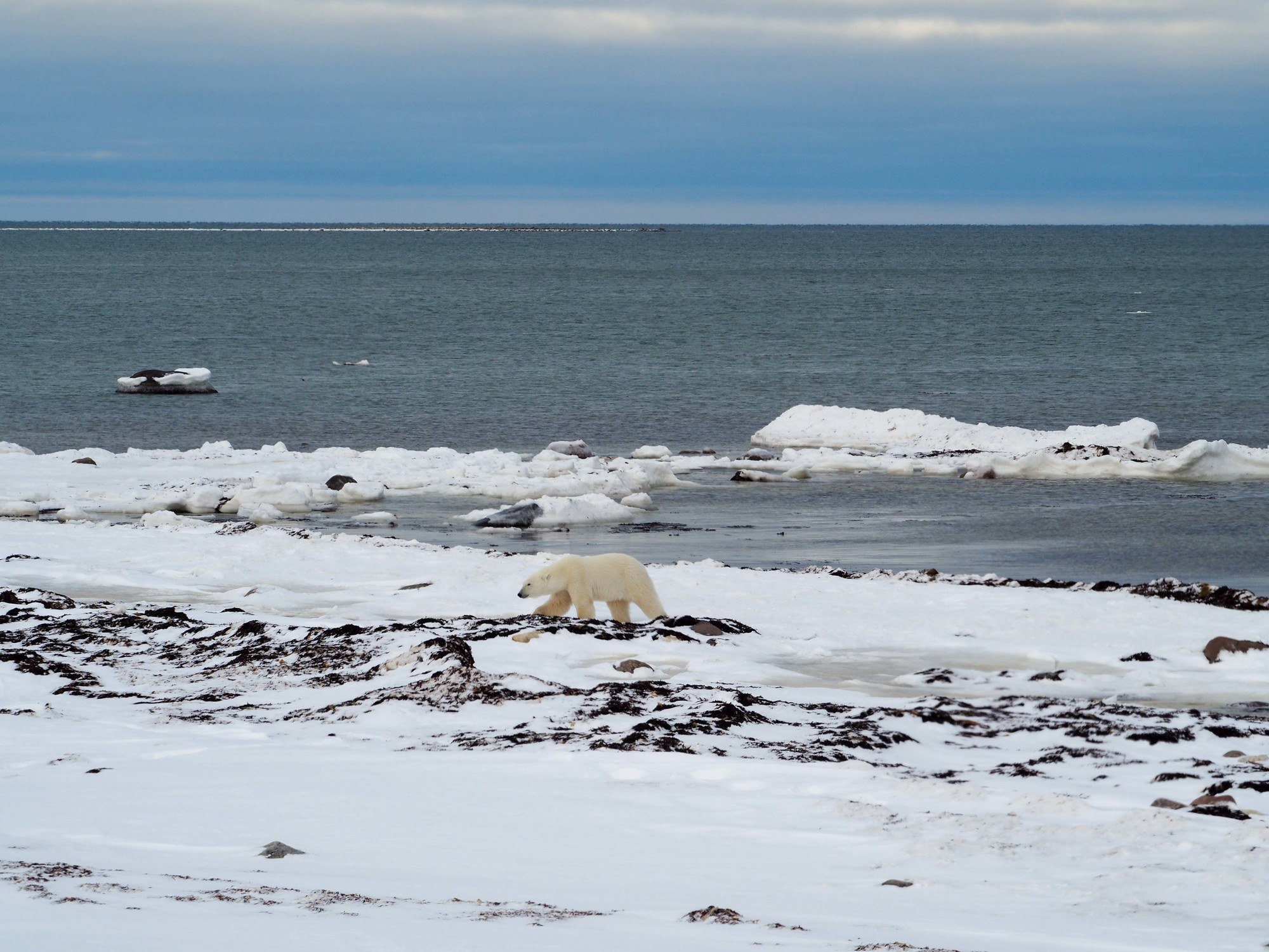Polar bear in Manitoba