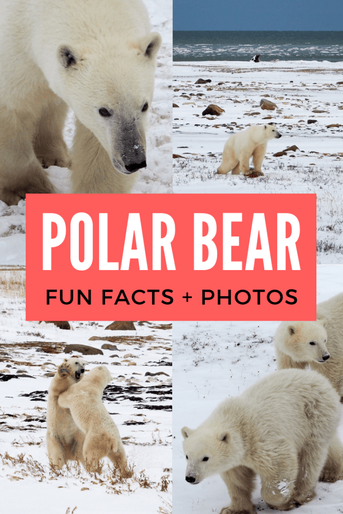 Polar bear fun facts and photos