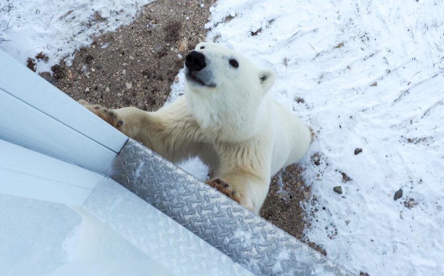 How to See Polar Bears in Churchill: A Polar Bear Tour for Your Bucket List