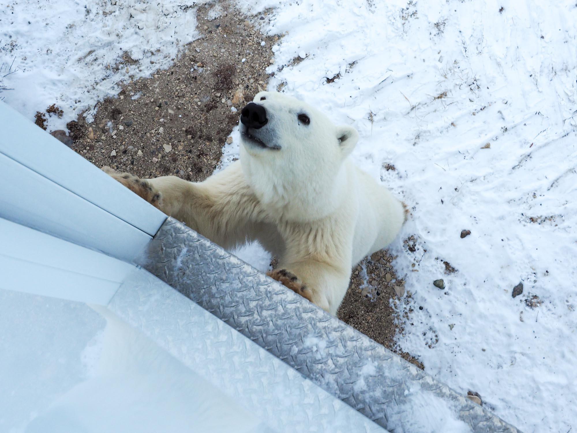 Polar bear in Churchill