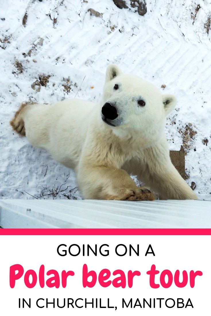 Going on a polar bear tour in Churchill, Manitoba