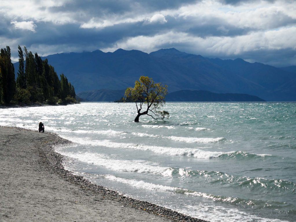 That Wanaka Tree in New Zealand