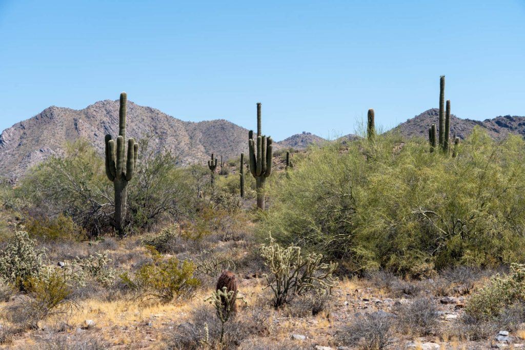 McDowell Sonoran Preserve