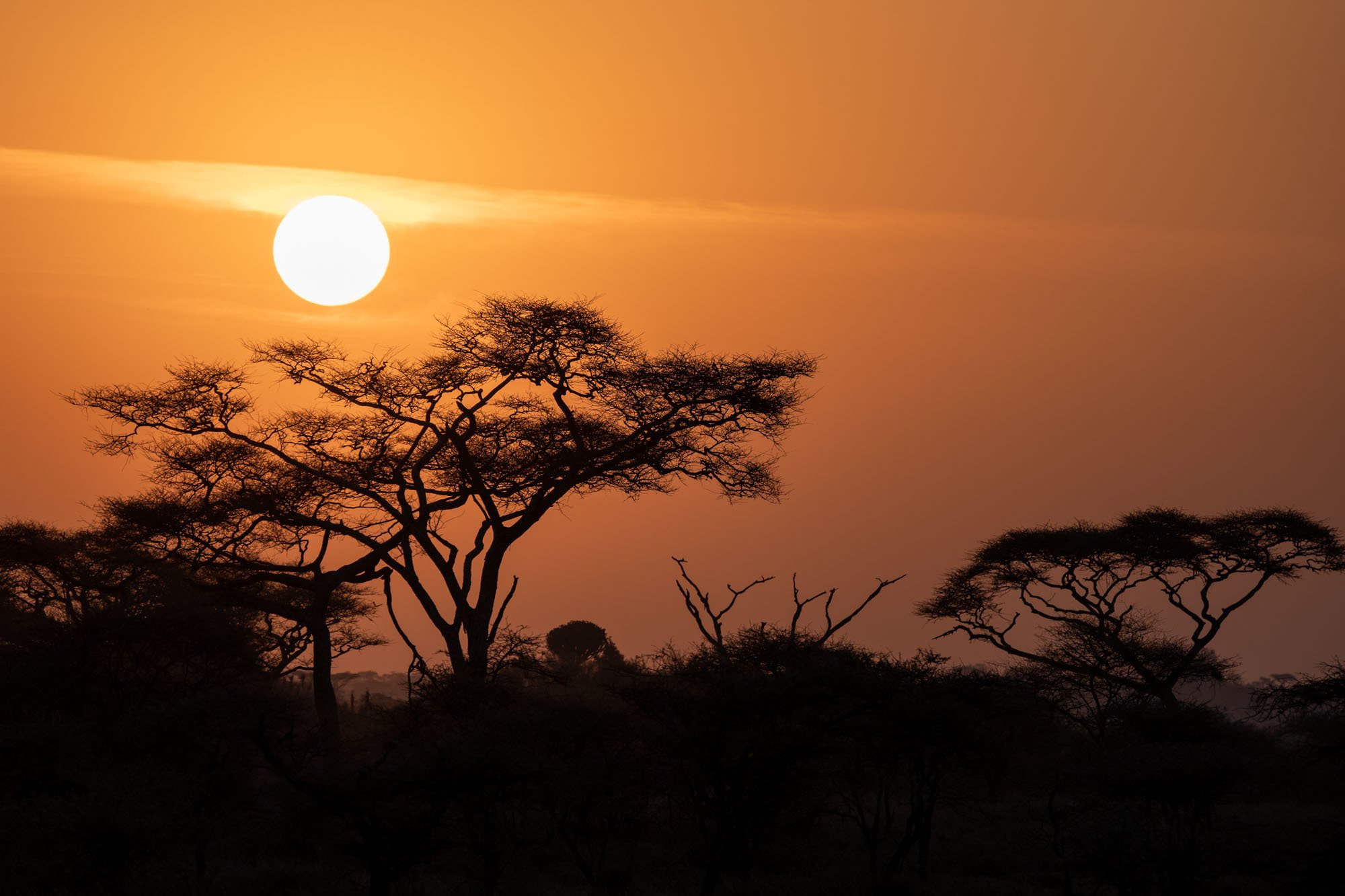 Sunrise in the Serengeti