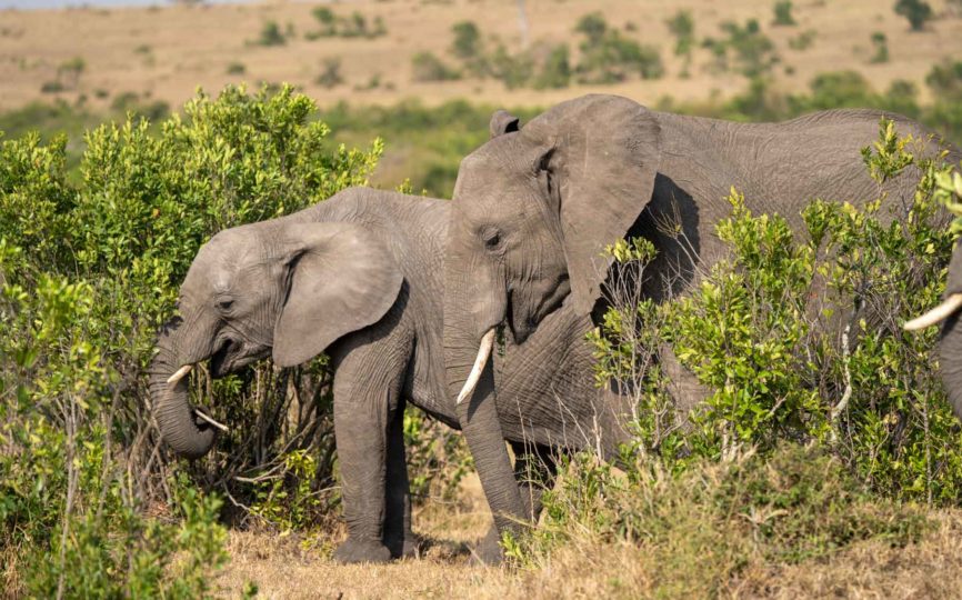6 of the Best Places to Go on Safari in Africa