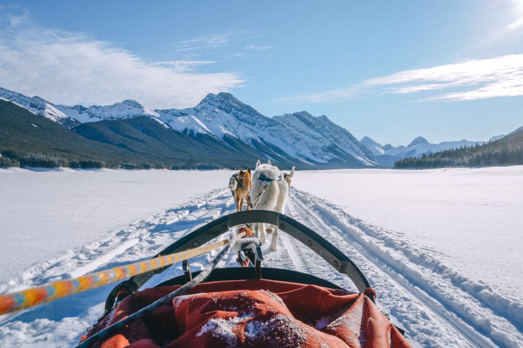 Dogsledding in Alberta