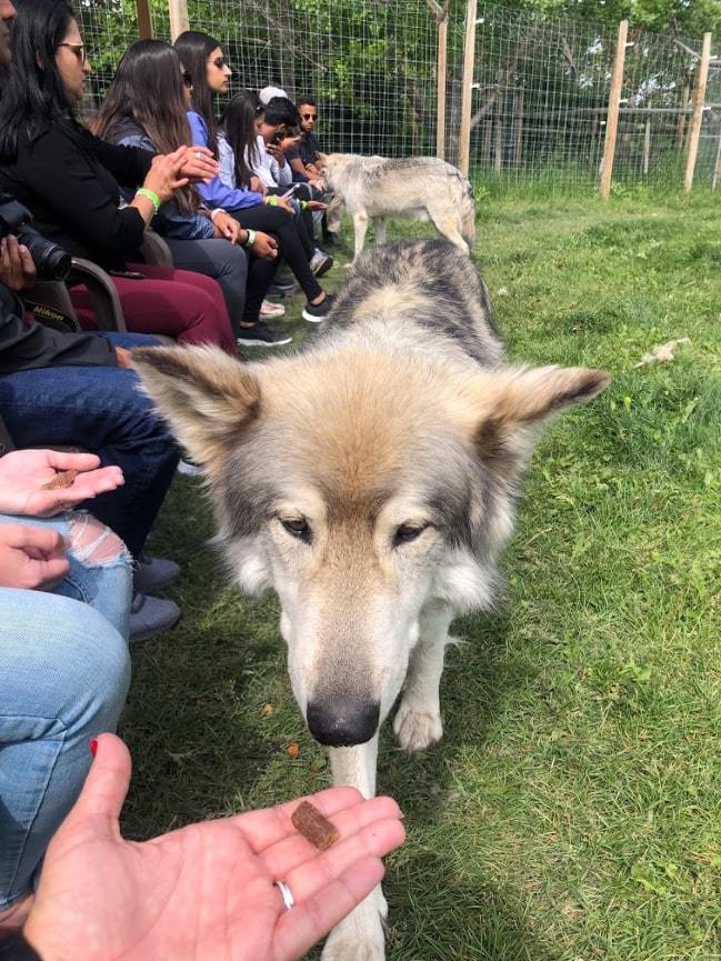 Yamnuska Wolfdog Sanctuary in Alberta