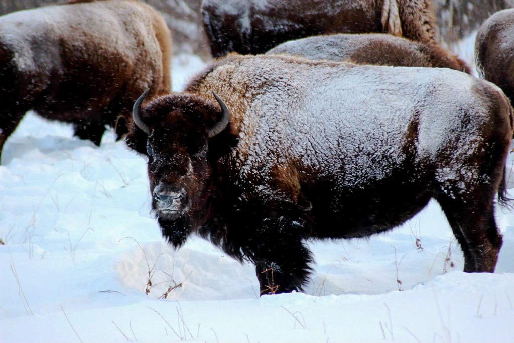 Bison in snow at Elk Island National Park