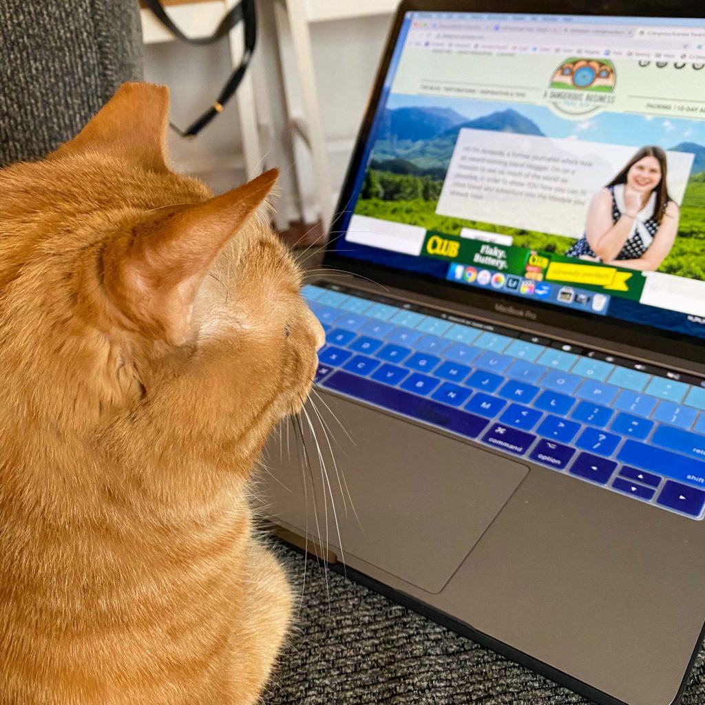 Cat looking at laptop