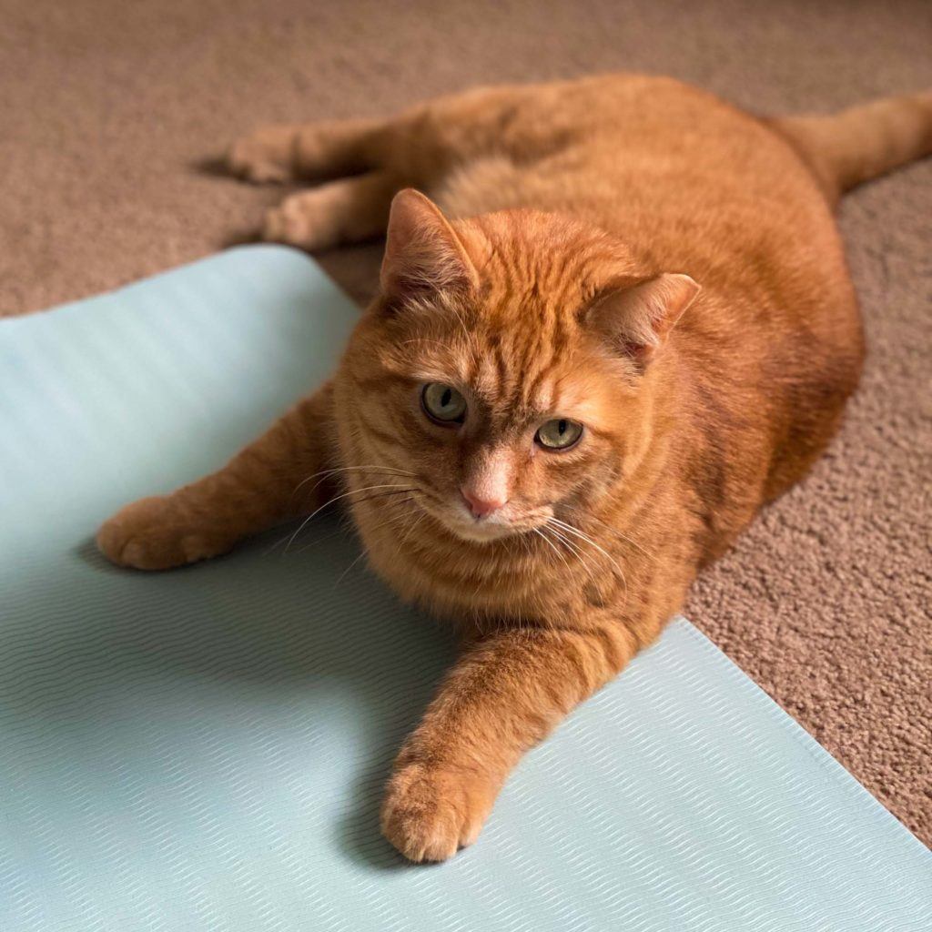 Weasley on a yoga mat