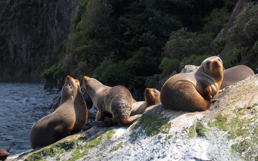 8 Unique (and Ethical) Wildlife Encounters to Have in New Zealand