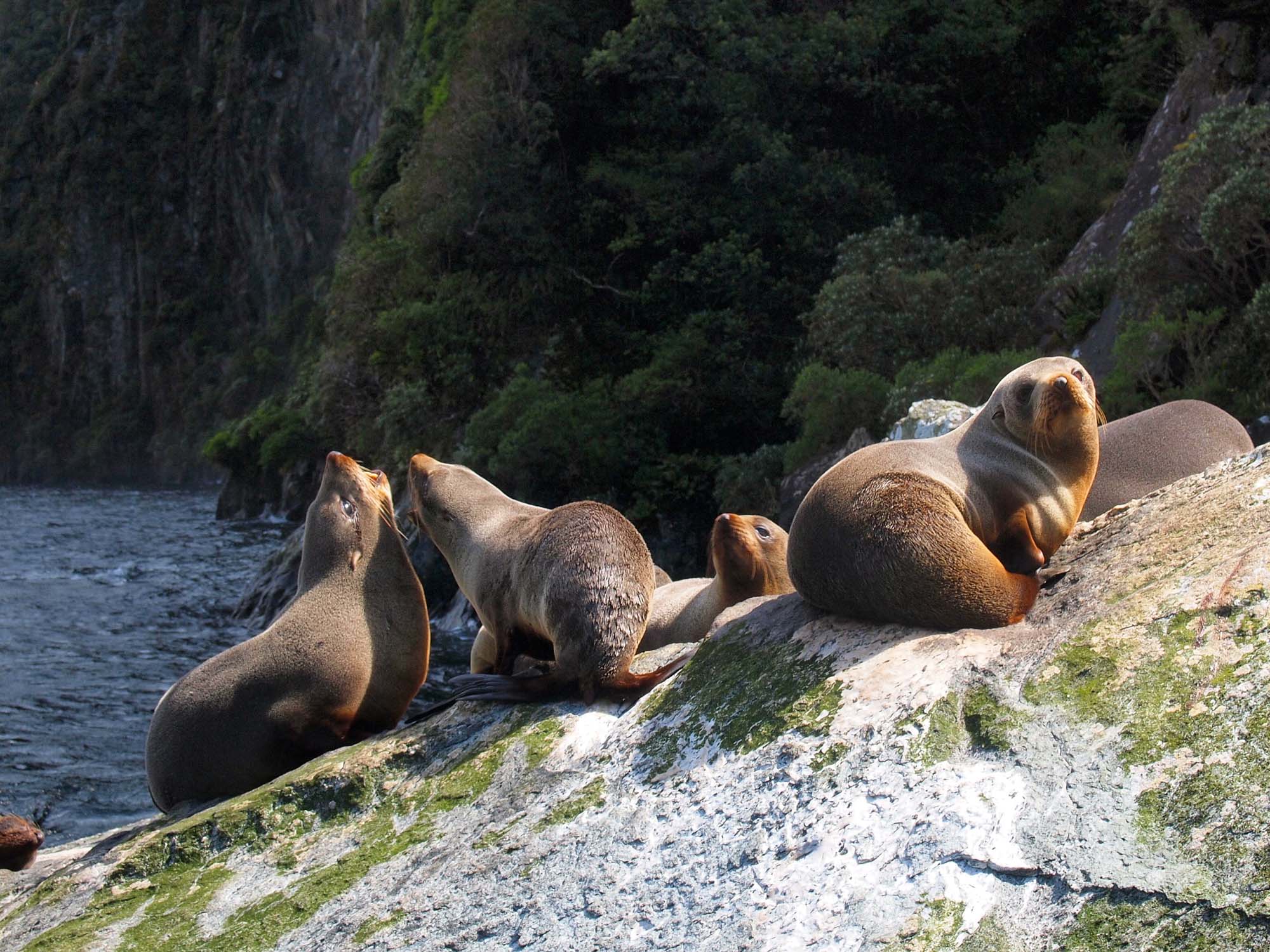 Fur seals in New Zealand