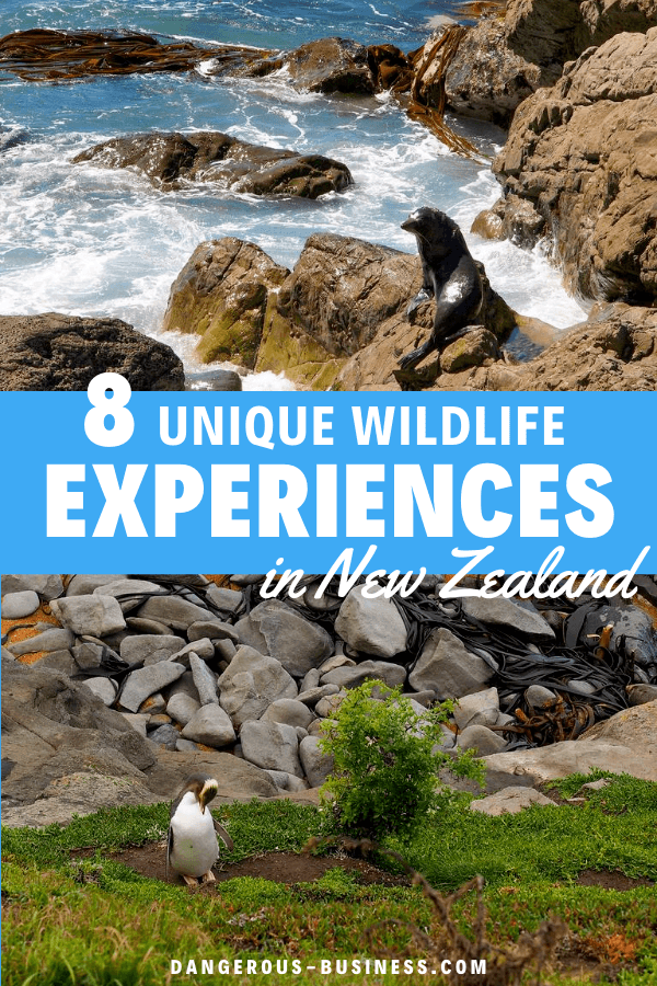 Unique wildlife experiences in New Zealand