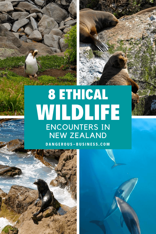 Ethical wildlife experiences in New Zealand