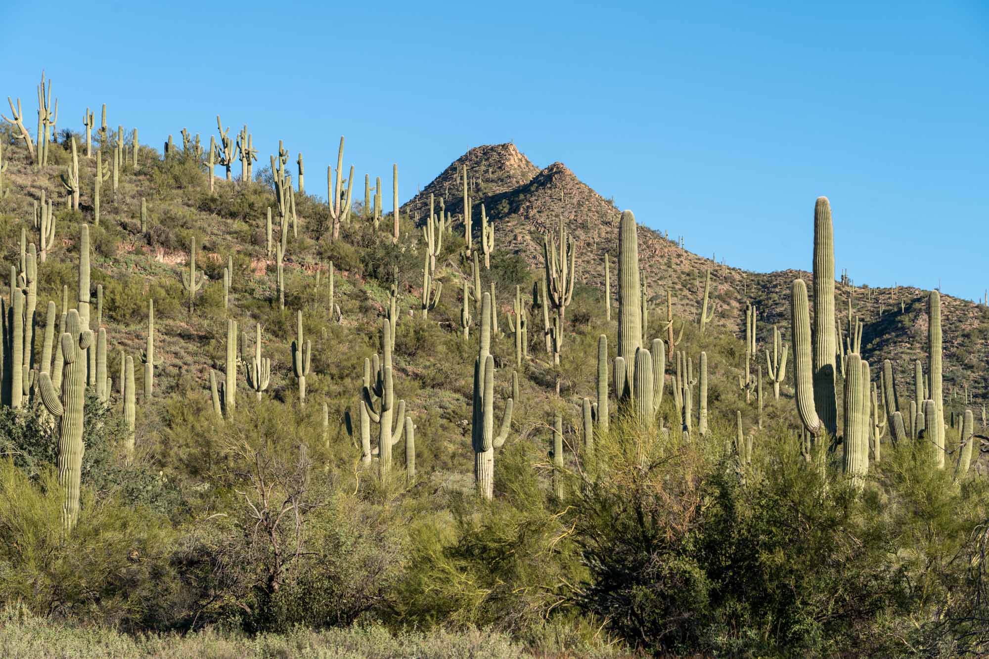 Saguaro cacti in the Sonoran Desert