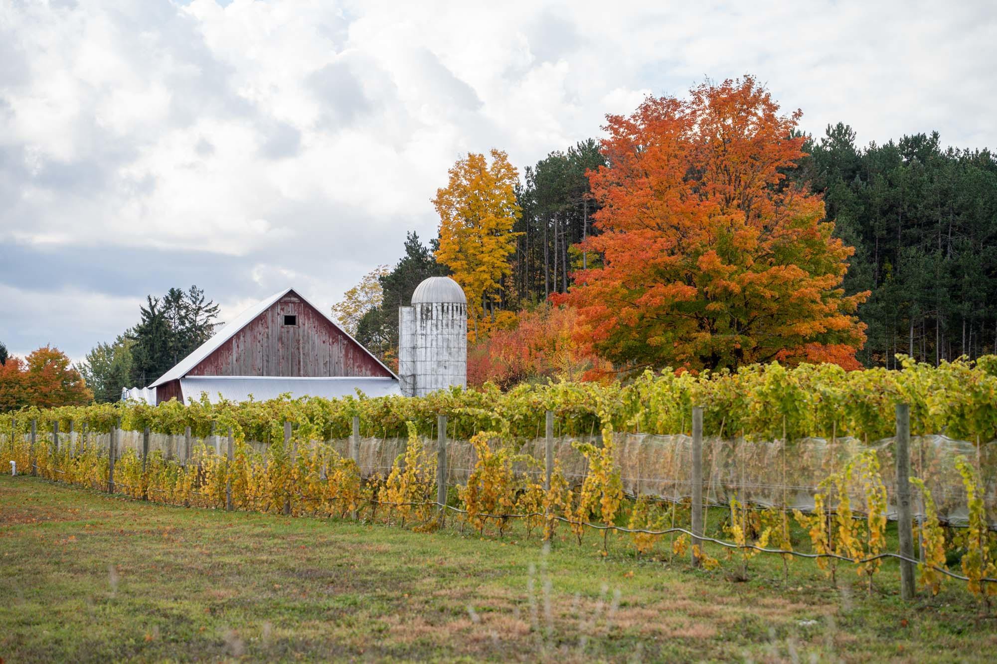 Vineyard and barn on the Leelanau Peninsula